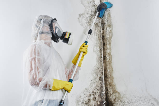 Best Affordable Mold Removal  in Glennville, GA