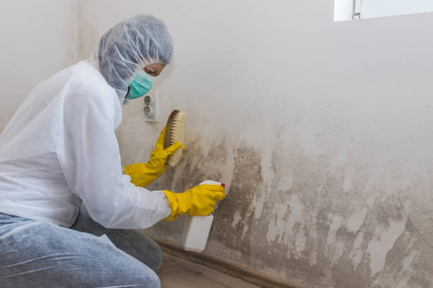 Best Mold Removal Company Near Me  in Glennville, GA