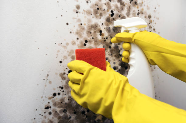 Best Mold Testing  in Glennville, GA
