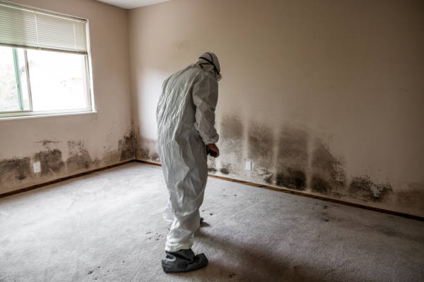 Best Home Mold Removal  in Glennville, GA