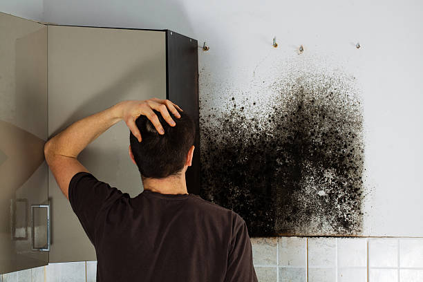 Best Same-Day Mold Removal  in Glennville, GA
