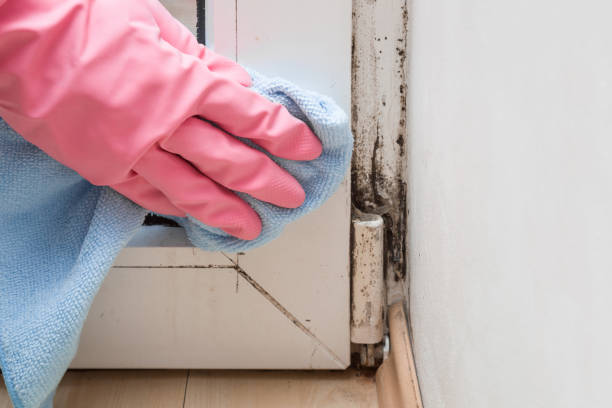 Best Local Mold Removal Service  in Glennville, GA