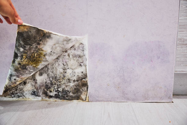 Best Office Mold Removal Services  in Glennville, GA